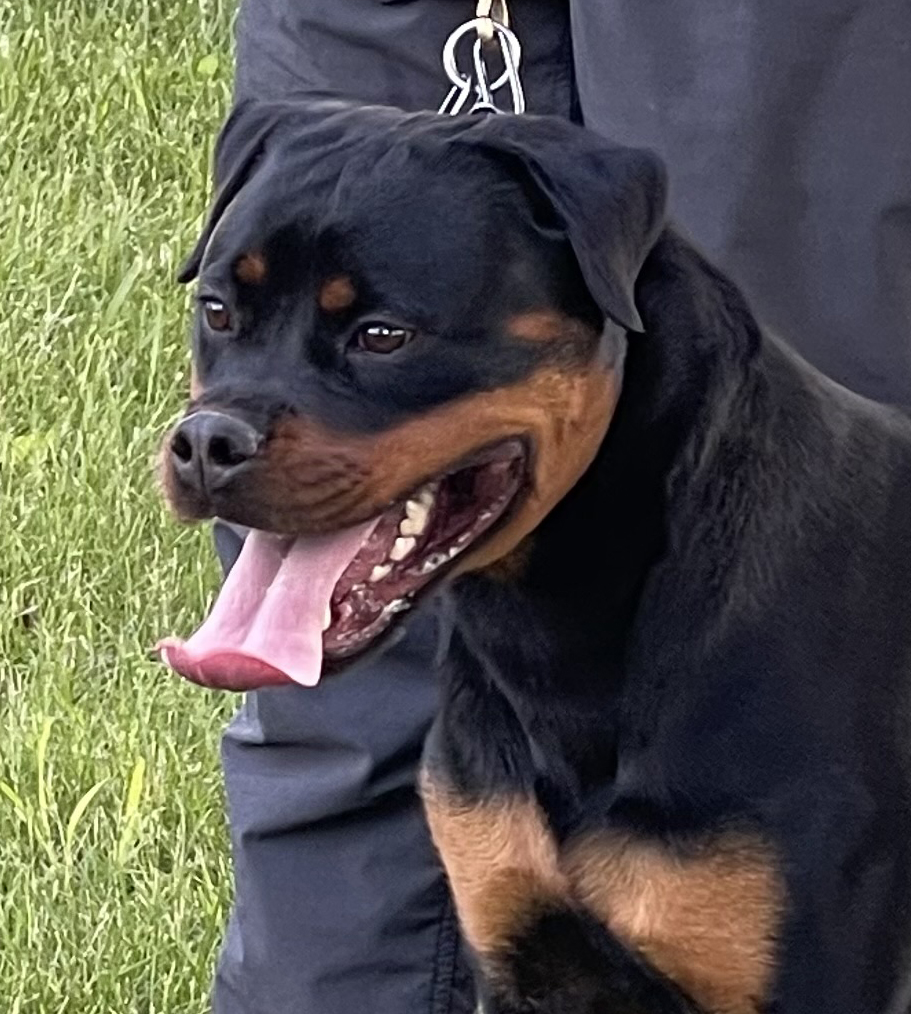 Kalani vom Blaurasen, female rottweiler