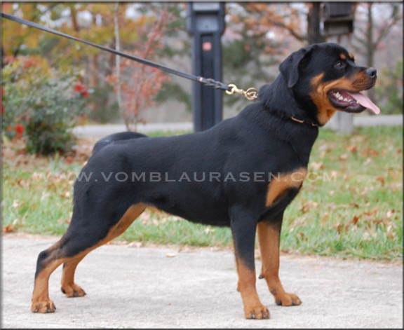 Lilly vom Blaurasen | Sire: Quincy vom Plotzschgrund Dam: Meggi von Herrschaft