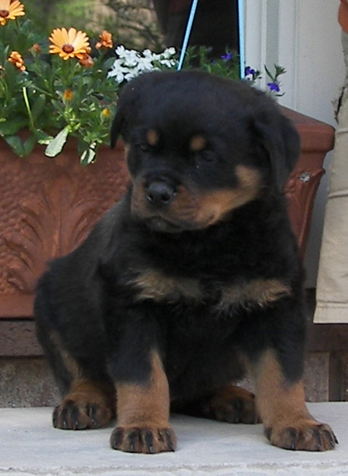 rottweiler puppies