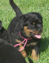 rottweiler puppies