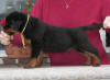 rottweiler puppies