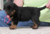 rottweiler puppies