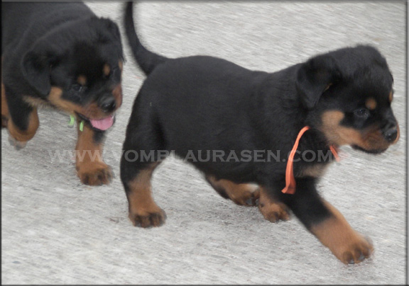 rottweiler puppies, #rottweiler puppies