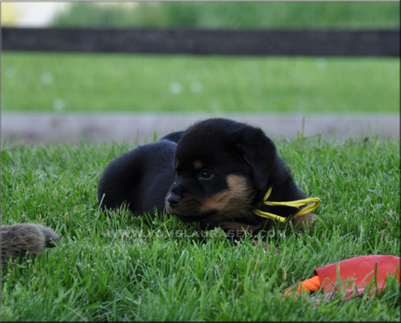 rottweiler puppies, #rottweiler puppies