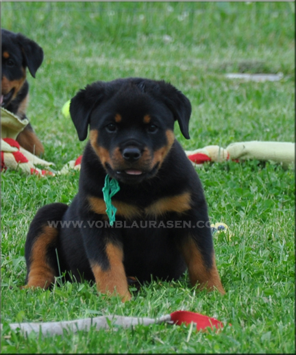 rottweiler puppies, #rottweiler puppies