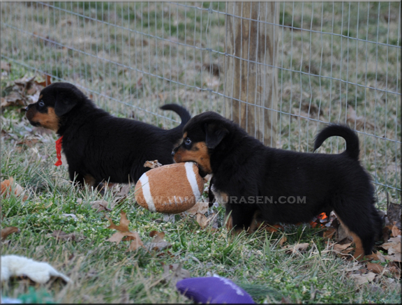 rottweiler puppies, #rottweiler puppies