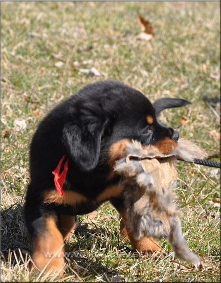 rottweiler puppy, rottweiler puppies, #rottweiler puppies