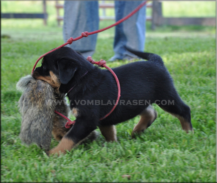 rottweiler puppies, #rottweiler puppies