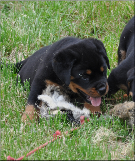 rottweiler puppies, #rottweiler puppies