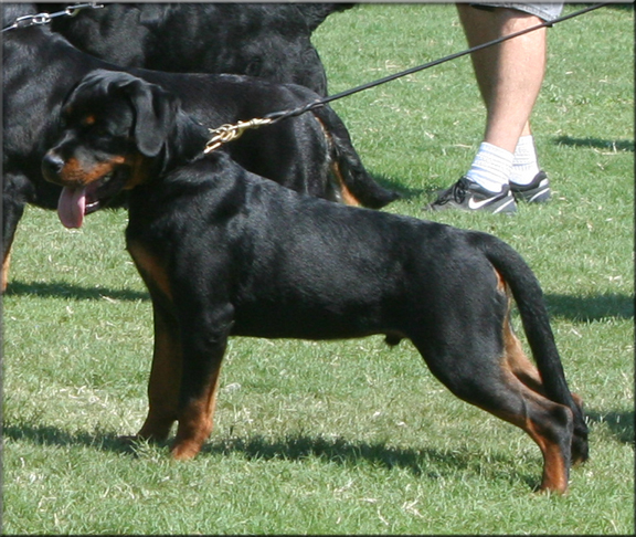 X Nemo vom Blaurasen, Sire: Muck vom Blaurasen | Dam: Katie vom Blaurasen