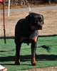 12-18 mth Rottweiler Females: 0362 Emerald Von Evman V3