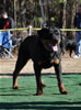 12-18 mth Rottweiler Females: 0379 Avia Von Sederhaus V4