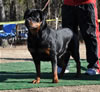 12-18 mth Rottweiler Females: 0390 Darkstarrs To Hot Too Handle V2