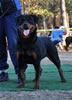 18-24 mth Rottweiler Females: 0460 Avril Vom Hause Fritz V1 Youth Siegerin