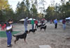 18-24 mth Rottweiler Females: 0486
