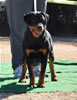 6-9 mth Rottweiler Females: 0135 Sasha Vom Drakkenfels VP