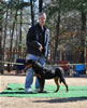 6-9 mth Rottweiler Females: 0144 Cada Von Brinkhaus Pulled