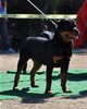 6-9 mth Rottweiler Females: 0155 Hippie Von Landschaft VP3