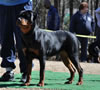 6-9 mth Rottweiler Females: 0165 Under My Umbrella VP1 And Best Female Puppy