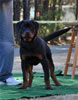 4-6 mth Rottweiler Males: 0006 Malachi Vom Schwarzen Eis VP1