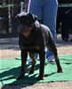 9-12 mth Rottweiler males: 0079 Princeton Vom Vilstaler Land VP1 Youth Sieger