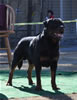 Gebrauchshund males: 0609 Ch Moro Timit Tor V2