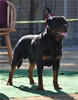 Gebrauchshund males: 0610 Ch Moro Timit Tor V2