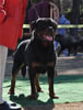 Gebrauchshund males: 0611 Ch Moro Timit Tor V2