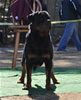 Gebrauchshund males: 0614 Ch Moro Timit Tor V2