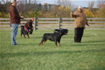 rottweilers females 18-24 months: DSC 0176