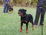 Rottweiler Puppies 6-9 month females: 0405 Face From Royal Breed VP4