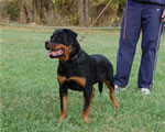Rottweiler Puppies 6-9 month females: 0409 Havoc Vom Waldbach VP1 Best Female Puppy
