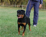 Rottweiler Puppies 6-9 month females: 0410 Havoc Vom Waldbach VP1 Best Female Puppy