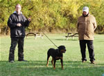 Rottweiler Puppies 6-9 month females: 0411 Nikita Von Scoscher P