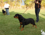 rottweiler puppies 9-12 females: 0429 Caita Von Z Max SG2