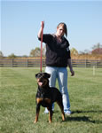 Rottweiler Females Open Class: 0002 Harts Shastas New Rythm SG2-rated