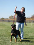 Rottweiler Females Open Class: 0003 Harts Shastas New Rythm SG2-rated