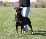 Rottweiler Females Open Class: 0004 Harts Shastas New Rythm SG2-rated