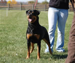 Rottweiler Females Open Class: 0005 Harts Shastas New Rythm SG2-rated