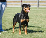 Rottweiler Females Open Class: 0006 Harts Shastas New Rythm SG2-rated