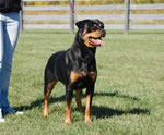 Rottweiler Females Open Class: 0007 Harts Shastas New Rythm SG2-rated