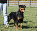 Rottweiler Females Open Class: 0009 Harts Shastas New Rythm SG2-rated
