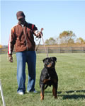 Rottweiler Females Open Class: 0010 Witch Ritter Von Camelot V1-rated