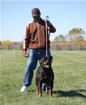 Rottweiler Females Open Class: 0011 Witch Ritter Von Camelot V1-rated