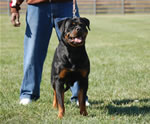 Rottweiler Females Open Class: 0012 Witch Ritter Von Camelot V1-rated
