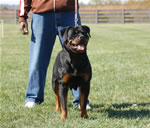 Rottweiler Females Open Class: 0013 Witch Ritter Von Camelot V1-rated