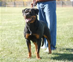 Rottweiler Females Open Class: 0015 Witch Ritter Von Camelot V1-rated