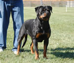 Rottweiler Females Open Class: 0017 Witch Ritter Von Camelot V1-rated