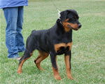 Rottweiler Puppies 4-6 month males: 0304 SLs Rock Solid VP2-rated