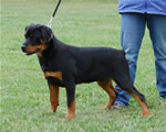 Rottweiler Puppies 4-6 month males: 0306 SLs Rock Solid VP2-rated